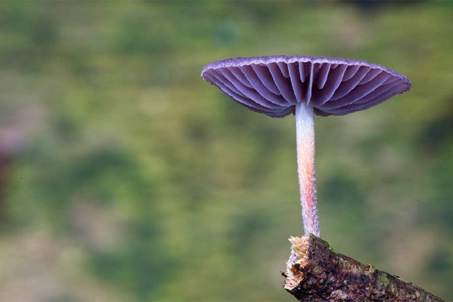 Steve Axford, fungi photos, magical fungi, glow in the dark, Northern Rivers, Australia, unseen fungi,