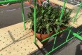 green design, eco design, sustainable design, A4A Rivolta Savioni Studio, urban garden, Expo Gate Milano, Salone del Mobile, Why not in the garden?, urban garden, modular garden