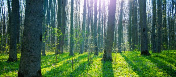 apple, tim cook, world wildlife fund, china, apple in china, apple environmental protection, sustainable forests, sustainable paper, green manufacturing