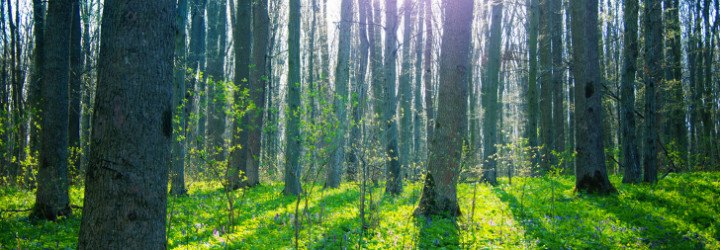 apple, tim cook, world wildlife fund, china, apple in china, apple environmental protection, sustainable forests, sustainable paper, green manufacturing