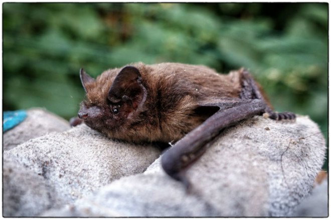 bats, white nose syndrome, bat disease, bat sickness, bat illness, bats and disease, bats and white nose, white nose bacteria, missouri bat research