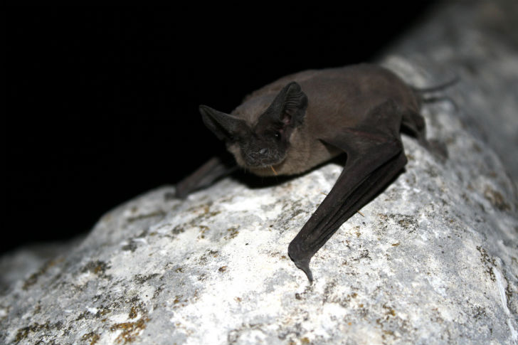 bats, white nose syndrome, bat disease, bat sickness, bat illness, bats and disease, bats and white nose, white nose bacteria, missouri bat research