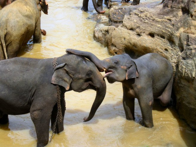 mozambique poaching elephants, elephant poaching, africa elephant poaching, tanzania elephant poachers, elephant tusks, rhino horns, rhino poaching