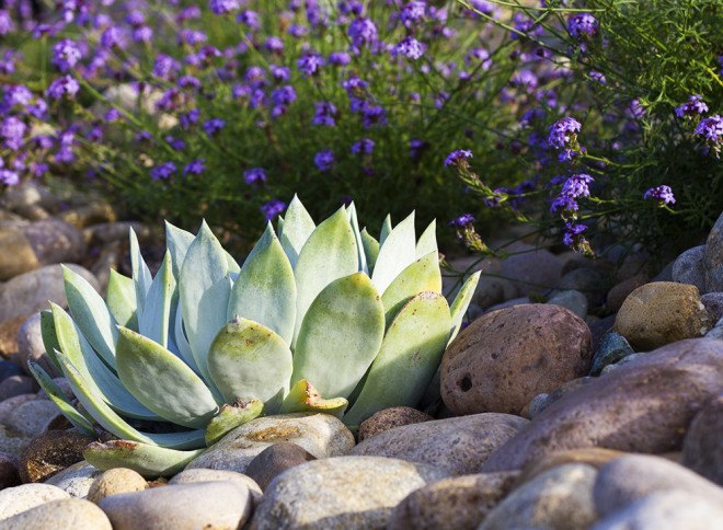 california drought, xeriscaping, sustainable gardening, drought-friendly gardening, landscape design, drought-friendly landscaping, cactus gardens, cacti, succulent garden, rock pavers, sagebrush, eco-friendly lawn alternatives, water-saving lawn alternatives, xeriscaping, landscaping, garden, drought, low water, sustainable, green, cactus, agave, desert