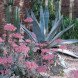 california drought, xeriscaping, sustainable gardening, drought-friendly gardening, landscape design, drought-friendly landscaping, cactus gardens, cacti, succulent garden, rock pavers, sagebrush, eco-friendly lawn alternatives, water-saving lawn alternatives, xeriscaping, landscaping, garden, drought, low water, sustainable, green, cactus, agave, desert