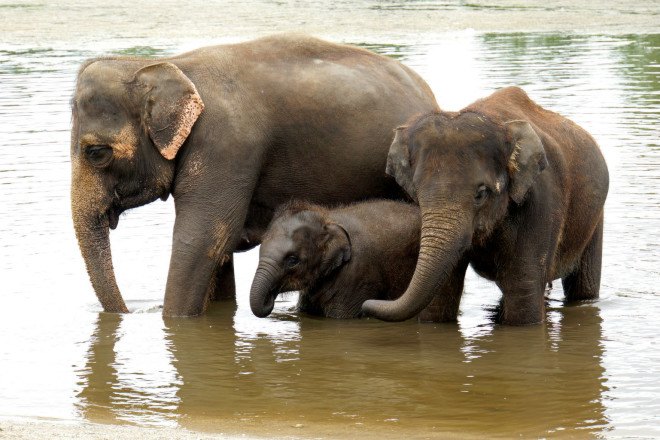 mozambique poaching elephants, elephant poaching, africa elephant poaching, tanzania elephant poachers, elephant tusks, rhino horns, rhino poaching