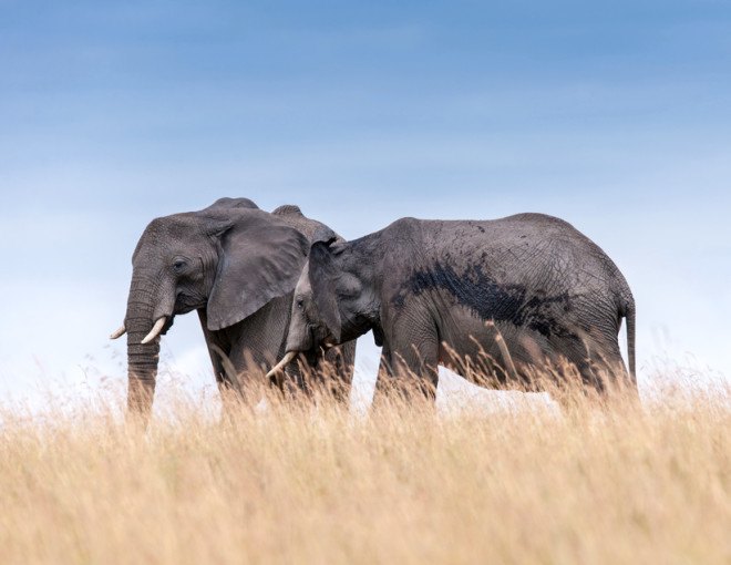 mozambique poaching elephants, elephant poaching, africa elephant poaching, tanzania elephant poachers, elephant tusks, rhino horns, rhino poaching