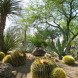 california drought, xeriscaping, sustainable gardening, drought-friendly gardening, landscape design, drought-friendly landscaping, cactus gardens, cacti, succulent garden, rock pavers, sagebrush, eco-friendly lawn alternatives, water-saving lawn alternatives, xeriscaping, landscaping, garden, drought, low water, sustainable, green, cactus, agave, desert