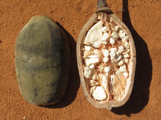 Aduna, baobab, baobab tree, baobab fruit, baobab leaves, social entrepreneurship, rural Africa, Africa, African savanna, African ecosystem, sustainable food, wild food, local food