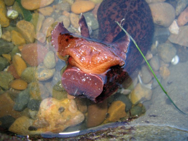 sea hare, california sea hare, san francisco bay, el nino effects, warmer sea water, climate change, global warming, california global warming