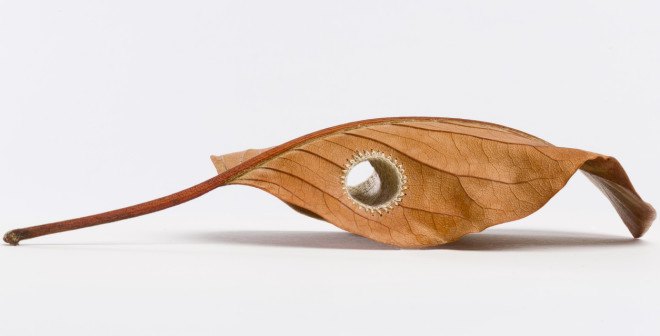 Susanna Bauer, Embroidered leaves by susanna bauer, Crocheted leaves by Susanna Bauer, crocheted leaves, embroidered leaves, Lemon Street Gallery,