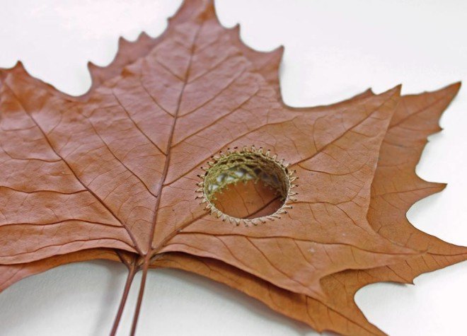 Susanna Bauer, Embroidered leaves by susanna bauer, Crocheted leaves by Susanna Bauer, crocheted leaves, embroidered leaves, Lemon Street Gallery,
