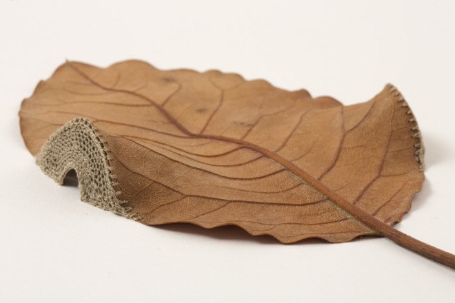 Susanna Bauer, Embroidered leaves by susanna bauer, Crocheted leaves by Susanna Bauer, crocheted leaves, embroidered leaves, Lemon Street Gallery,