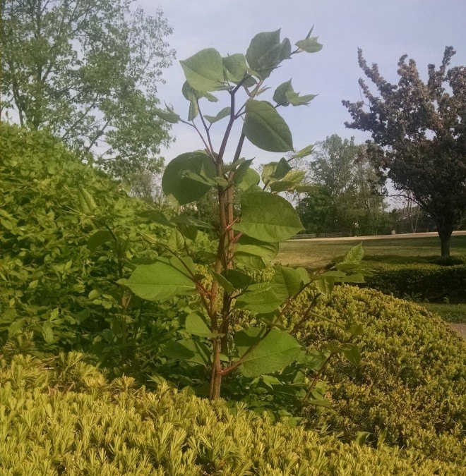 Aphalara itadori, Fallopia japonica, Japanese Knotweed, knotweed, pest control, controlling japanese knotweed, weeds, weed control, non-native plants, non-native insects, green pest control, green weed control