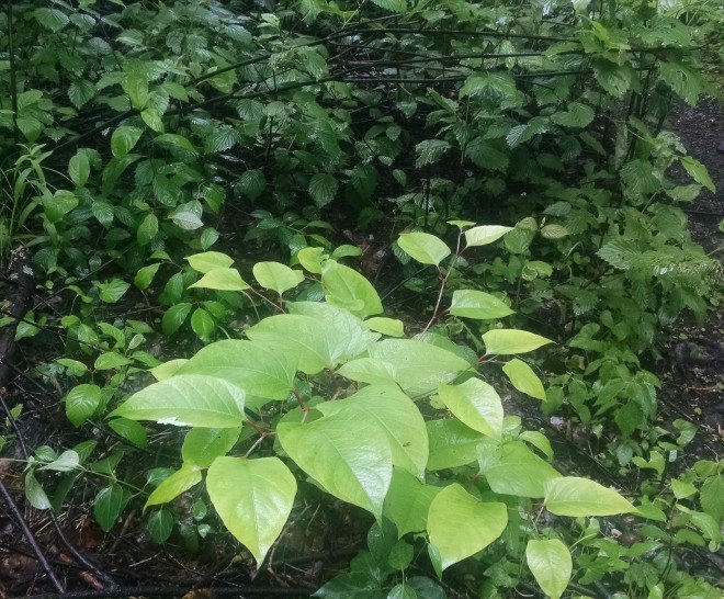 Aphalara itadori, Fallopia japonica, Japanese Knotweed, knotweed, pest control, controlling japanese knotweed, weeds, weed control, non-native plants, non-native insects, green pest control, green weed control