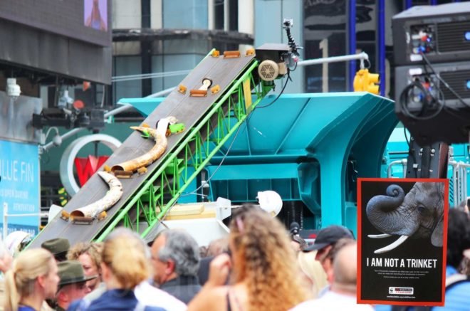 US Fish and Wildlife Service, ivory crush, times square, illegal ivory, end ivory, poaching, end poaching, save the elephants, ivory trafficking, wildlife trafficking
