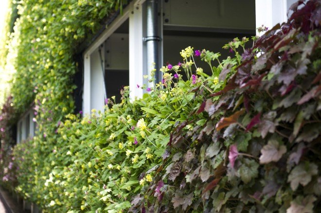 National Grid, National Grid House, Warwick, UK, Europe's largest living wall, One World Design, vertical garden, living wall, pollinators, birds, bees, green design, sustainable design, eco-design, LED lights, birds, bees,