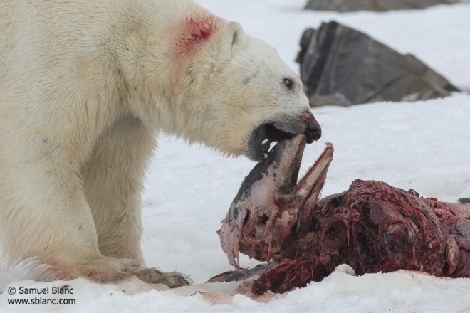 polar bears, polar bear eats dolphin, white-beaked dolphin, climate change, global warming, arctic ocean, sea level rising, svalbard islands