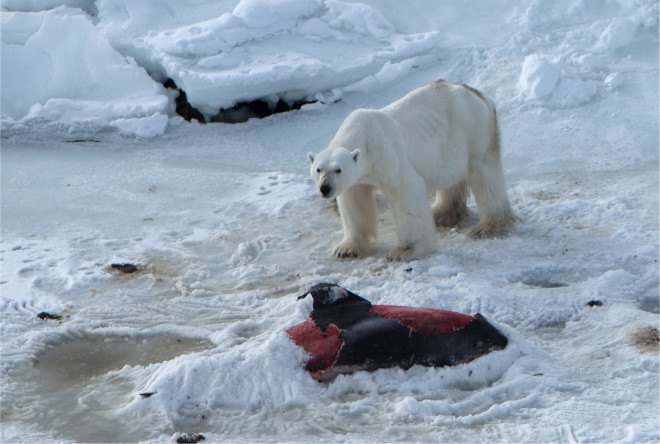 polar bears, polar bear eats dolphin, white-beaked dolphin, climate change, global warming, arctic ocean, sea level rising, svalbard islands