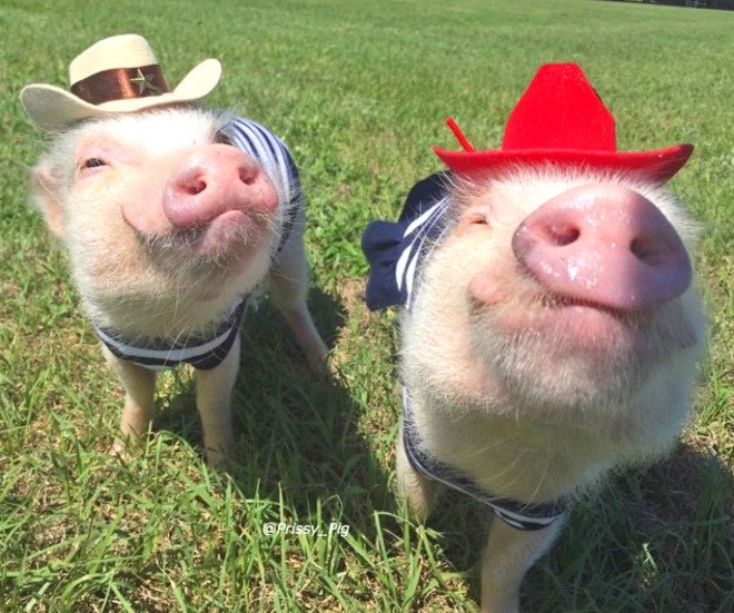 priscilla pig, poppleton pig, teacup pig, tea cup pig, mini pig, baby pig, pigs in clothes, pigs as pets, pet pigs, pig intelligence, pigs on leashes