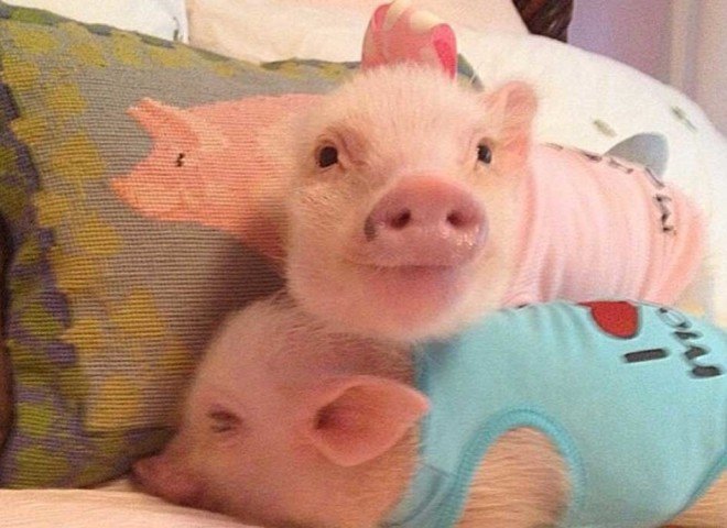 priscilla pig, poppleton pig, teacup pig, tea cup pig, mini pig, baby pig, pigs in clothes