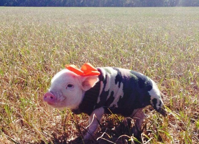 priscilla pig, poppleton pig, teacup pig, tea cup pig, mini pig, baby pig, pigs in clothes