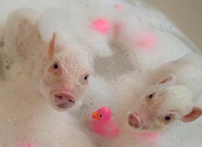 priscilla pig, poppleton pig, teacup pig, tea cup pig, mini pig, baby pig, pigs in clothes