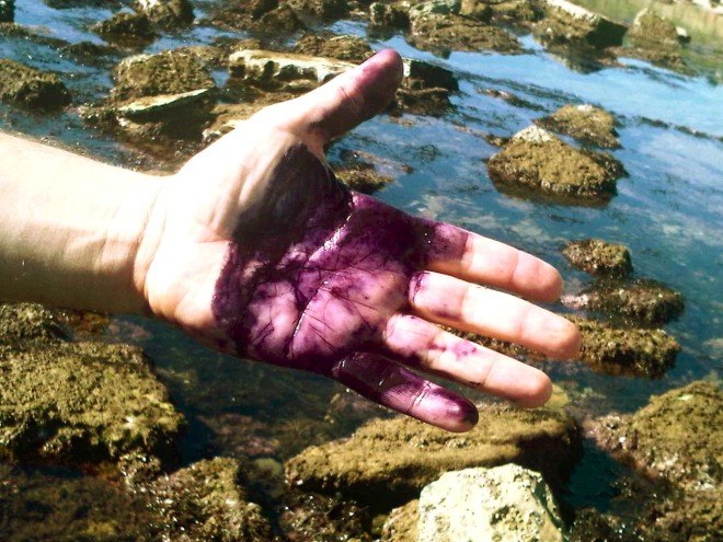 sea hare, california sea hare, san francisco bay, el nino effects, warmer sea water, climate change, global warming, california global warming
