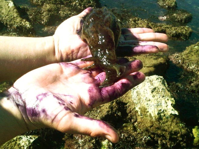 sea hare, california sea hare, san francisco bay, el nino effects, warmer sea water, climate change, global warming, california global warming