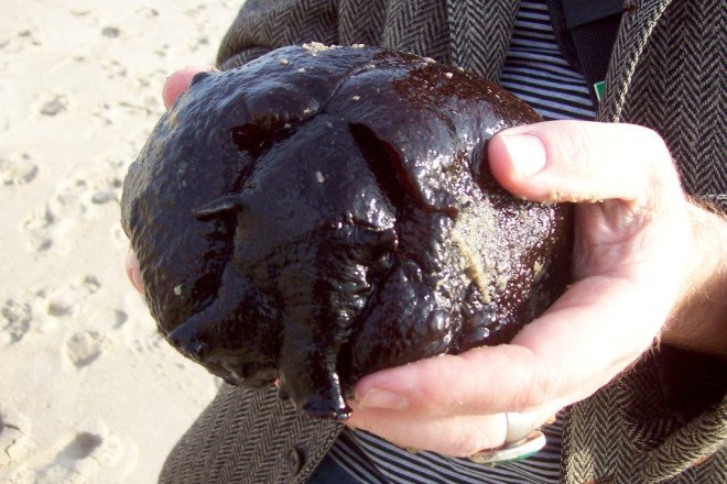 sea hare, california sea hare, san francisco bay, el nino effects, warmer sea water, climate change, global warming, california global warming