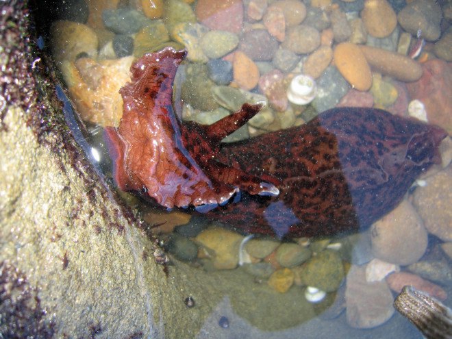 sea hare, california sea hare, san francisco bay, el nino effects, warmer sea water, climate change, global warming, california global warming