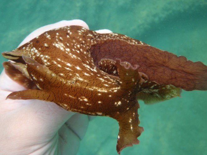 sea hare, california sea hare, san francisco bay, el nino effects, warmer sea water, climate change, global warming, california global warming