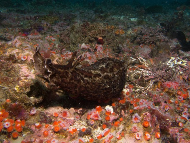 sea hare, california sea hare, san francisco bay, el nino effects, warmer sea water, climate change, global warming, california global warming