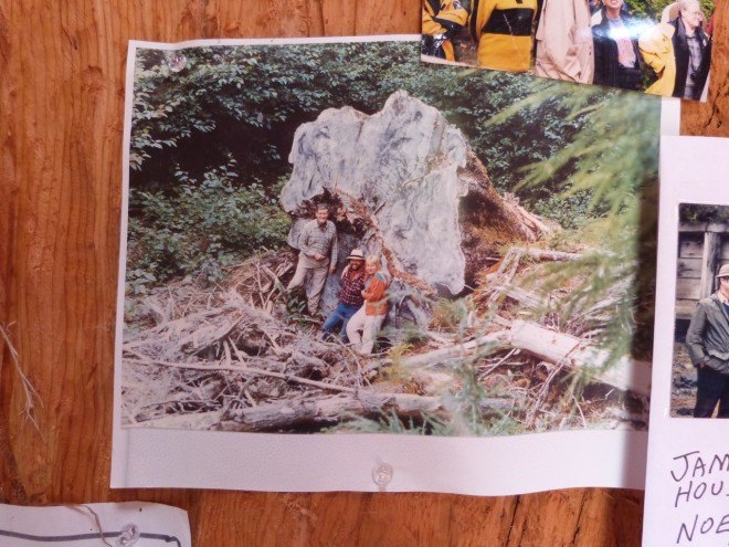 Lloyd Alter, Treehugger, Sitka Spruce, Sitka spruce house, Sitka spruce treehouse, fairytale house, tiny home, tiny house, Noel Wotten, Sitka Studio, Tlell, Haida Gwaii,