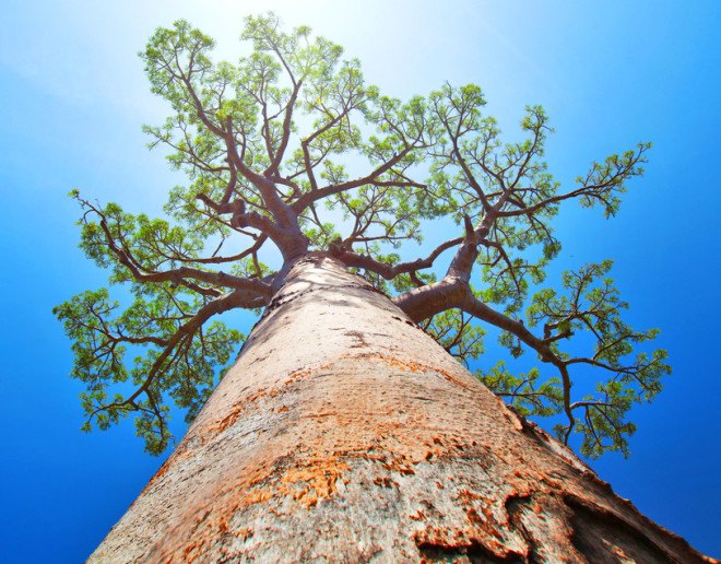 Aduna, baobab, baobab tree, baobab fruit, baobab leaves, social entrepreneurship, rural Africa, Africa, African savanna, African ecosystem, sustainable food, wild food, local food