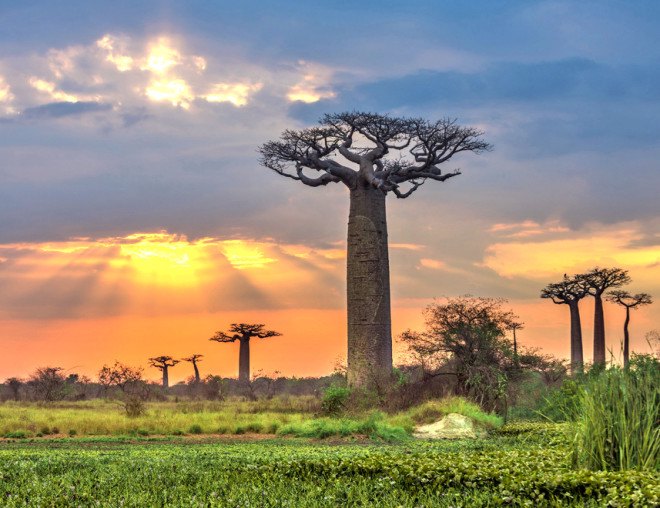 Aduna, baobab, baobab tree, baobab fruit, baobab leaves, social entrepreneurship, rural Africa, Africa, African savanna, African ecosystem, sustainable food, wild food, local food
