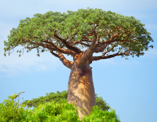 Aduna, baobab, baobab tree, baobab fruit, baobab leaves, social entrepreneurship, rural Africa, Africa, African savanna, African ecosystem, sustainable food, wild food, local food