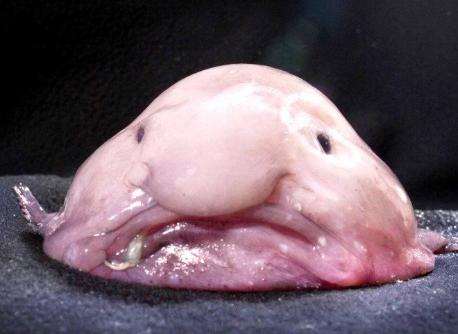endangered species, deep sea animals, blobfish, London, cat cafes, ugly animals, Ugly Animal Preservation Society