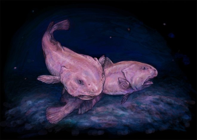 endangered species, deep sea animals, blobfish, London, cat cafes, ugly animals, Ugly Animal Preservation Society