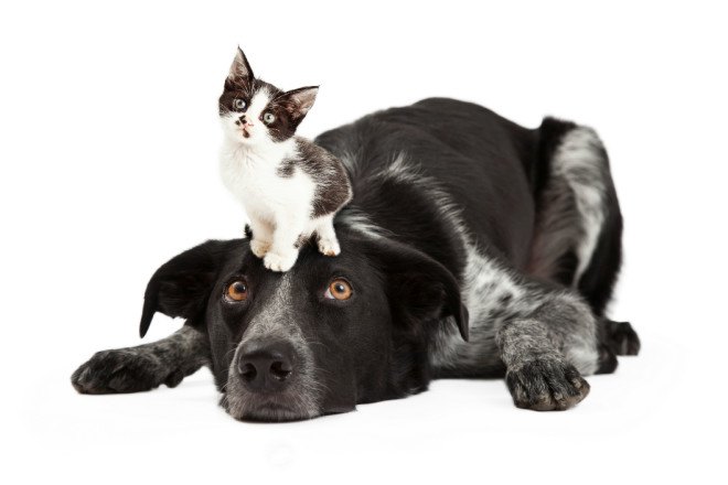dog meat, cat meat, animal cruelty, united states animal law, eating pets, eating animals, eating cats, eating dogs