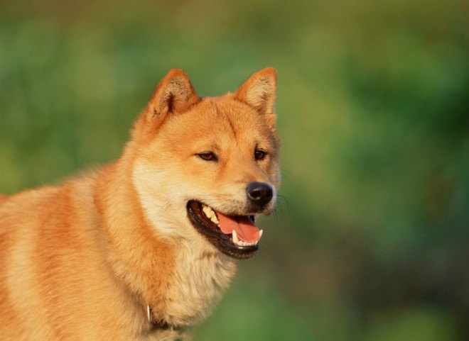 dog meat, cat meat, animal cruelty, united states animal law, eating pets, eating animals, eating cats, eating dogs
