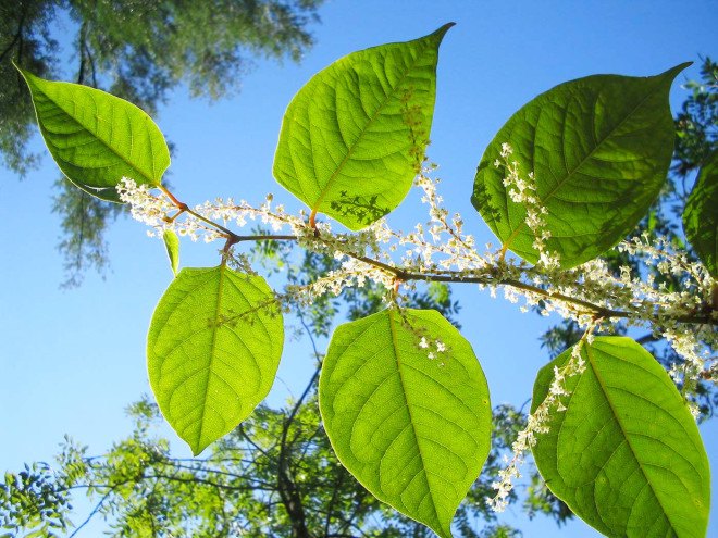 Aphalara itadori, Fallopia japonica, Japanese Knotweed, knotweed, pest control, controlling japanese knotweed, weeds, weed control, non-native plants, non-native insects, green pest control, green weed control