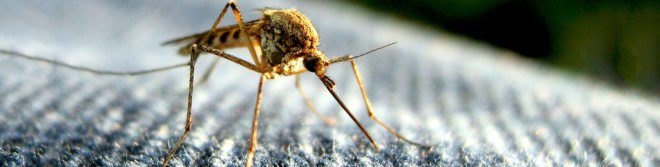 viagra uses, viagra malaria, malaria treatment, malaria spread, malaria mosquito, malaria cure, malaria transmission