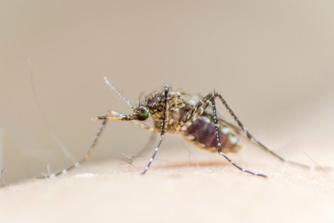viagra uses, viagra malaria, malaria treatment, malaria spread, malaria mosquito, malaria cure, malaria transmission