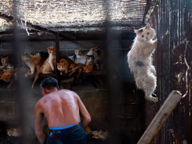 yulin, dog meat festival, dog meat, animal cruelty, china dog, meat trade, yulin china, humane society international, cat meat