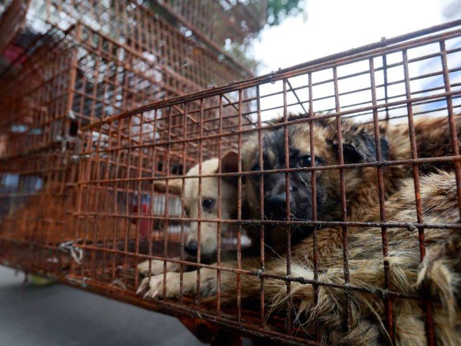 yulin, dog meat festival, dog meat, animal cruelty, china dog, meat trade, yulin china, humane society international, cat meat