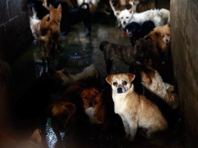 yulin, dog meat festival, dog meat, animal cruelty, china dog, meat trade, yulin china, humane society international, cat meat