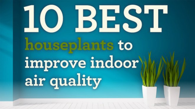 air quality, indoor air quality, houseplants air quality, air filters, air filtering, air filtering houseplants, pollution, indoor air pollution, filtering indoor air pollution, best plants for air quality