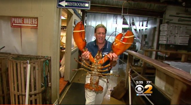 big lobster, 23 pound lobster, 95 year old lobster, how long do lobsters live, old lobster, long island aquarium lobster, lobsters, lobster rescue