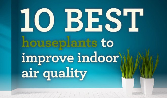 air quality, indoor air quality, houseplants air quality, air filters, air filtering, air filtering houseplants, pollution, indoor air pollution, filtering indoor air pollution, best plants for air quality
